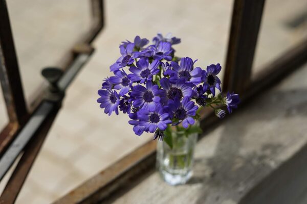 Sony - FE 50mm F1.8 Standard Lens (SEL50F18F/2)